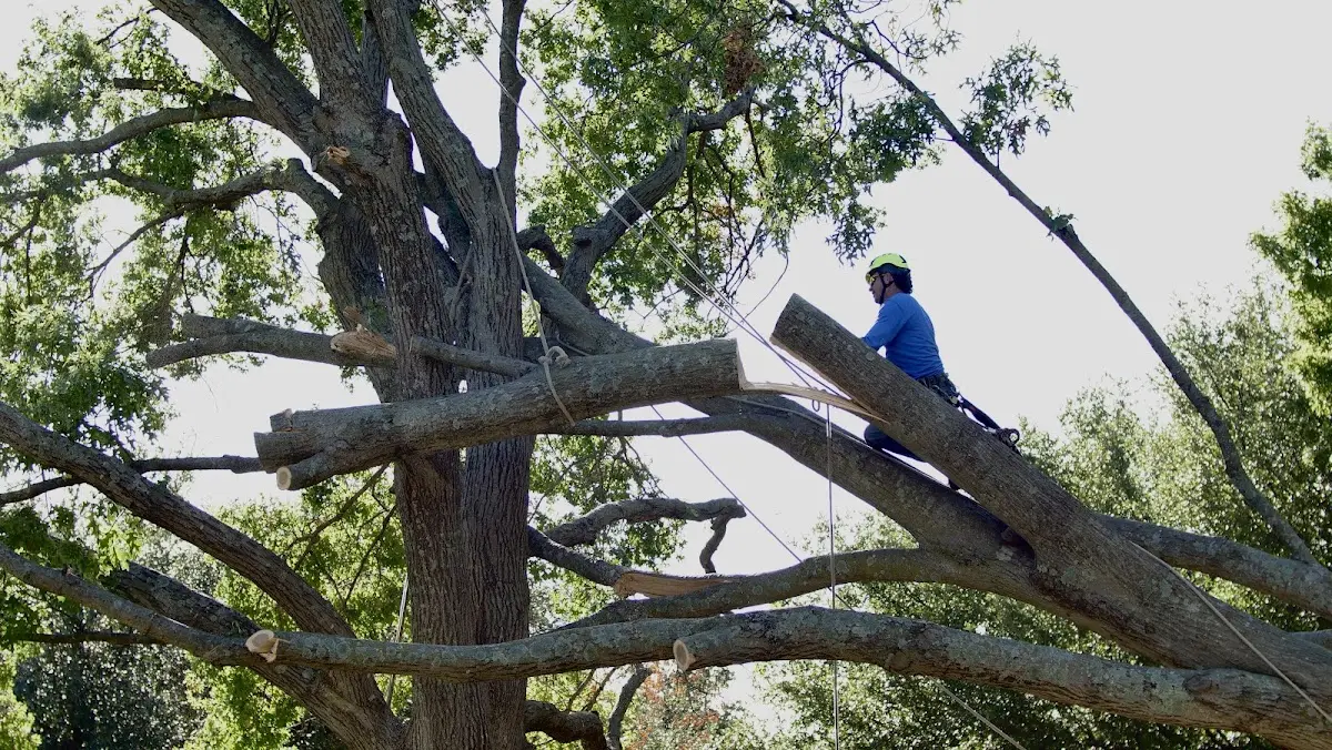 Professional Crown Thinning performed by certified arborists in Remsenburg